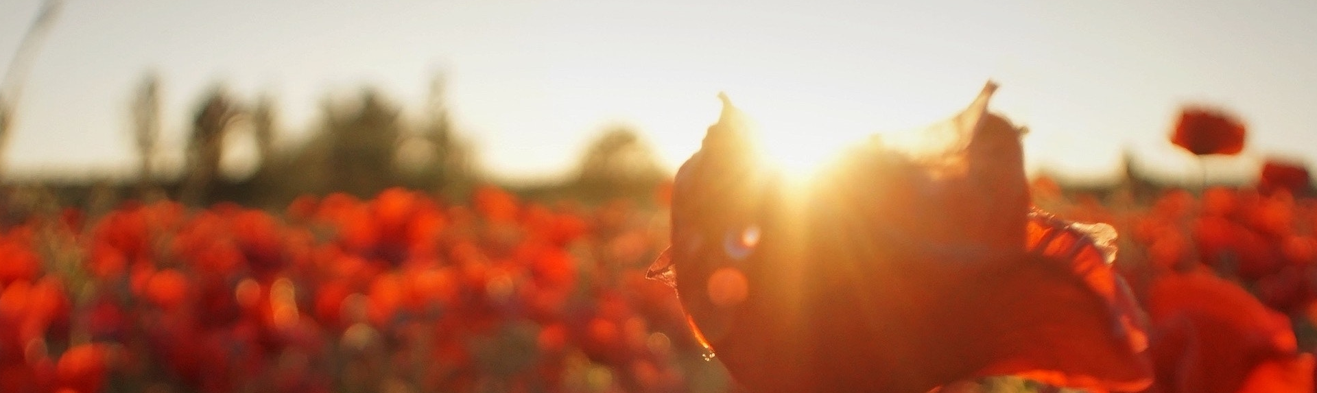 Beatrice Wespi - Zeitgemässe und effektive Geschäftsmodelle